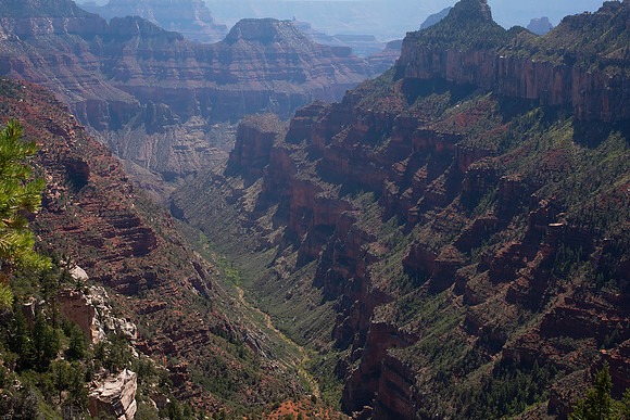 Grand Canyon View From Widforss Trail, North Rim