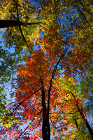 Fall Trees