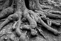 The Oddity of Tree Roots