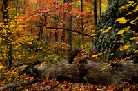 Old Log and Fall Foliage, Seven Hollows Trail, Arkansas