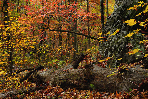 Old Log and Fall Foliage, Seven Hollows Trail, Arkansas