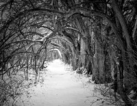 Winter's Path