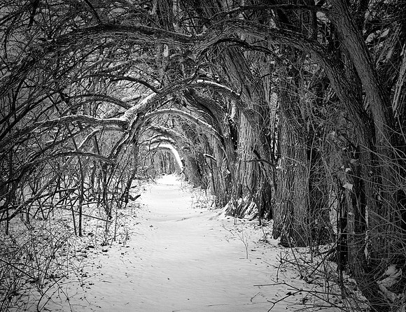 Winter's Path